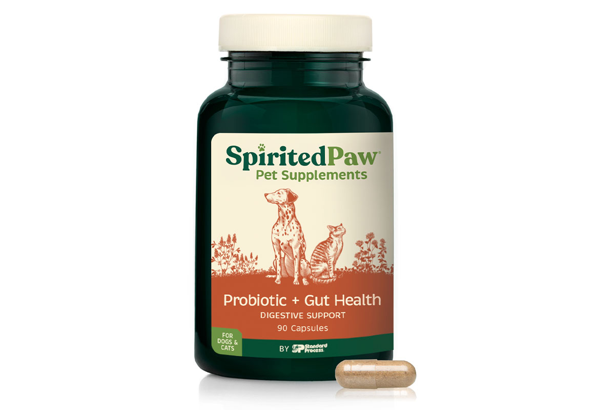 Spirited Paw's Probiotic + Gut Health supplement